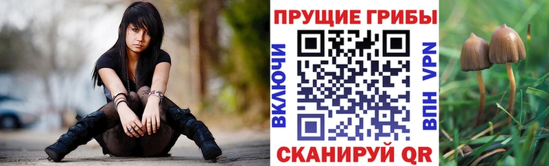Галлюциногенные грибы Cubensis  Тбилисская 